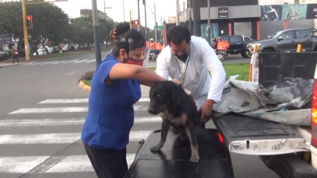 Miembros de la Municipalidad de Surco auiliaron a cachorra que fue atropellada y envenenada. /Creditos: Cortesía