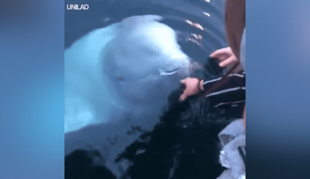 YouTube viral: Mujer deja caer su objeto más valioso al mar y enorme criatura se lo devuelve [VIDEO] 