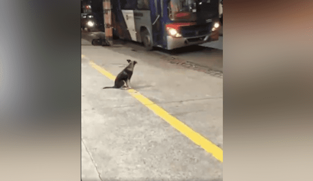 Facebook viral: Perro callejero espera todos los días a chofer de bus para que le comparta su comida [VIDEO]