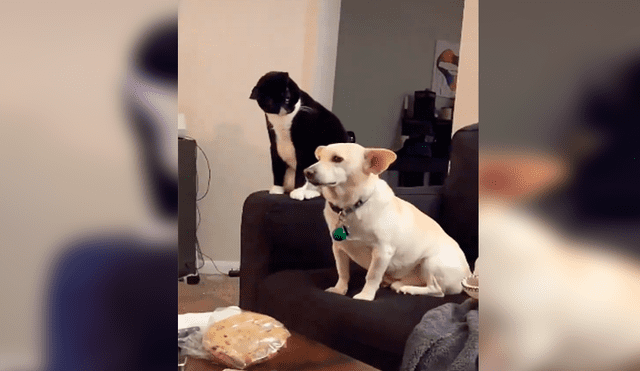 En Tik Tok, un perro y un gato protagonizaron una fuerte pelea cuando su dueña los dejó solos en casa.