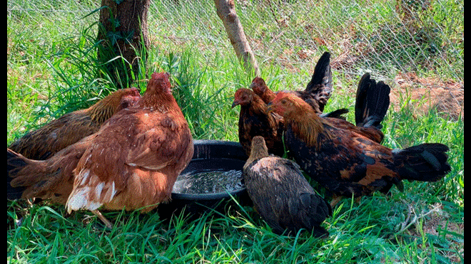 Colectivo vegano es criticado por separar gallinas de gallos para que no se reproduzcan [VIDEO]