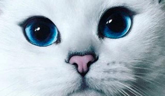 El tierno “gato mutante” que todos adoran en Instagram y Facebook [FOTOS]