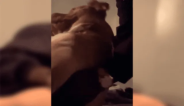 Dueño del can intentó desalojarlo de su cama, sin imaginar la insólita conducta que adoptaría su mascota. Video es viral en Facebook