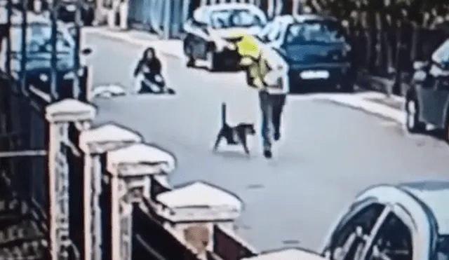 Facebook: graban momento exacto en que heroico perro callejero salva a mujer de ser asaltada [VIDEO]