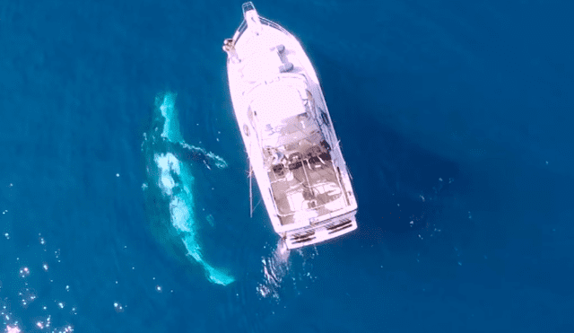 Facebook viral: graban el momento en que tres ballenas rodear barco lleno de tripulantes [VIDEO] 