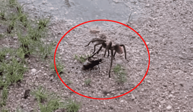 YouTube: la pelea hasta la muerte entre una tarántula y una enorme avispa [VIDEO]