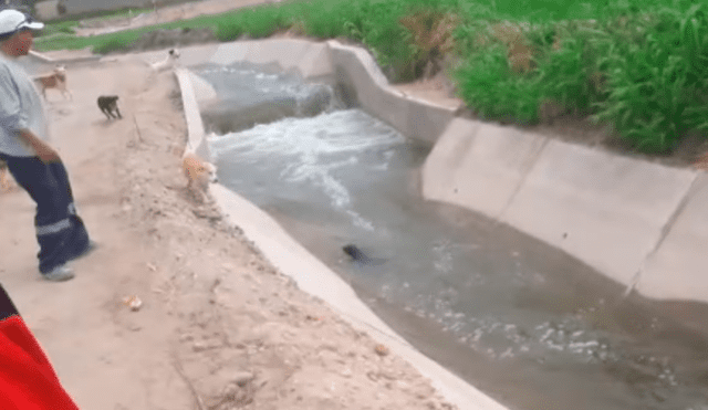 Facebook viral: perro de la calle es arrojado a acequia y valeroso peruano le salva la vida [VIDEO]