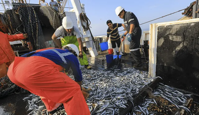 Trabajadores de IMARPE en faena de pesca de comprobación de la biomasa de anchoveta.