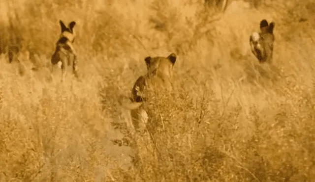 Ella llegó junto a otra hembra e hicieron huir a los depredadores. Foto: BBC Earth