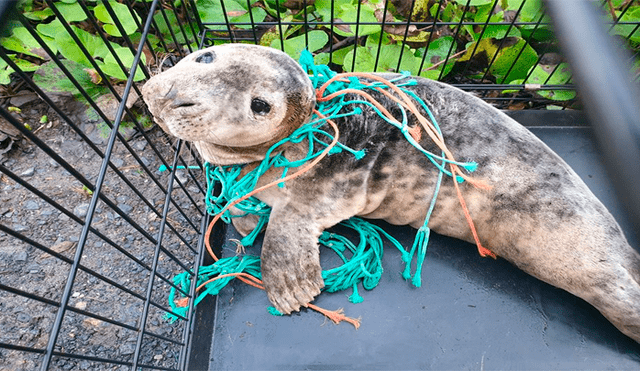 Rescatistas liberan a una foca bebé atrapada en una red de pesca 