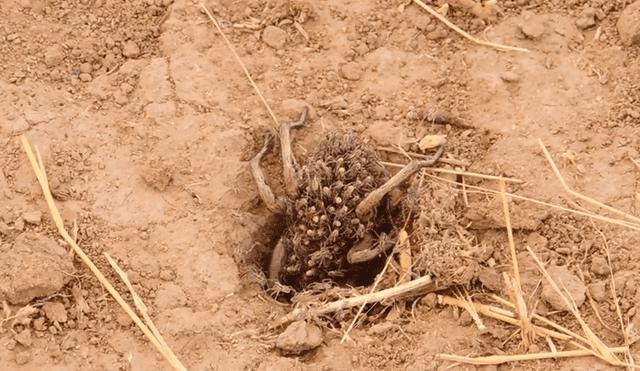 Un video viral registró el momento en que una araña hembra cargó a sus crías para cazar.