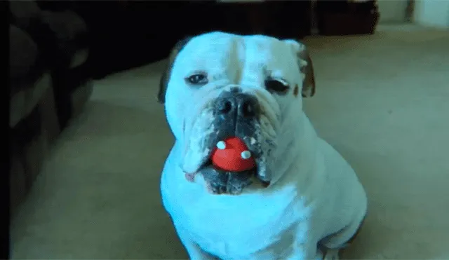 Bulldog muere aplastado por mesa de spa luego que dueña lo dejara para su baño [VIDEO] 