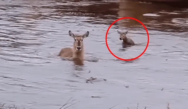 El pequeño ciervo intentó seguirle el paso a su mamá. (Fuente: Kruger Sightings/YouTube)