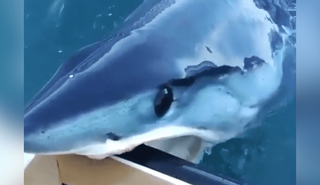 Pescadores grabaron el momento en que gigantesco tiburón emergió del océano.