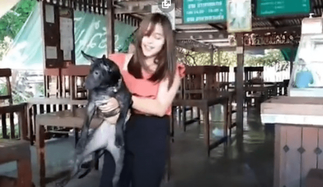 Video es viral en TikTok. Dueños del can lo habían buscado en varios lugares cercanos a su casa sin imaginar que horas más tarde el cachorro aparecería en la veterinaria. Fotocaptura: YouTube