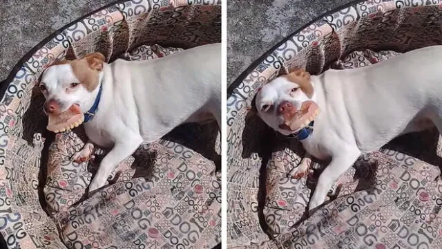 YouTube viral: perro robó la dentadura a abuelo para colocárselo y así luce ahora