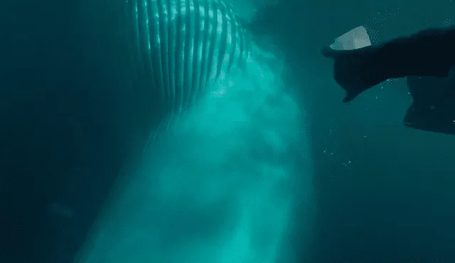 En YouTube, un hombre se salvó de morir por su rápida acción al impedir que una gigantesca ballena se lo ‘trague’.
