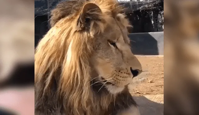 Facebook viral: arriesgado hombre ingresa a jaula de león y depredador lo 'mordisquea' [VIDEO]