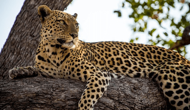 Un niño de dos años fallece tras ser atacado por leopardo en Parque Nacional