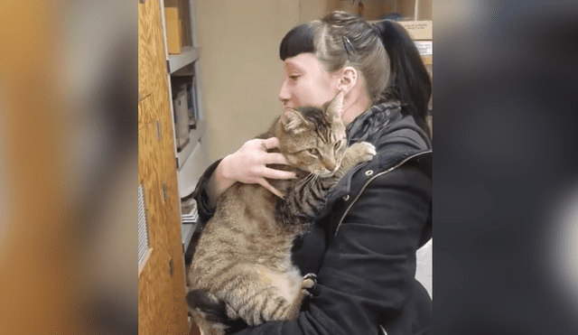 Facebook: La reacción de un gato en adopción tras ser acariciado conmueve a miles