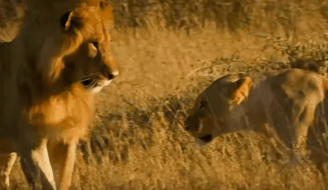 La madre de los pequeños, parece molesta con el macho y le ruge varias veces. Foto: BBC Earth.