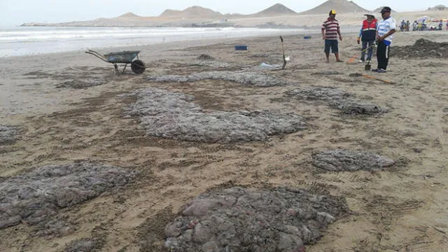 Moquegua: Mar varó 10 toneladas de malaguas en playa de Ilo