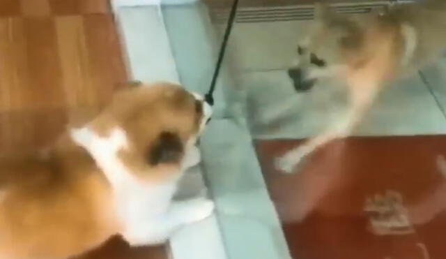 Facebook: perros se quieren pelear, pero cuando los sueltan pasa lo inesperado [VIDEO]