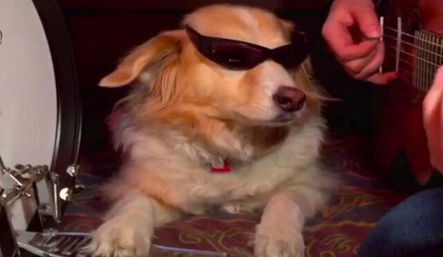 Instagram: Maple, el famoso perro que ‘toca’ instrumentos junto con su amo 
