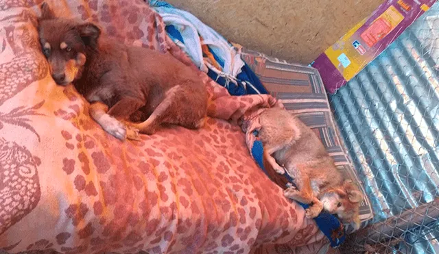 Cuando no están haciendo alguna travesura, o alimentándose, los perros descansan a sus anchas.