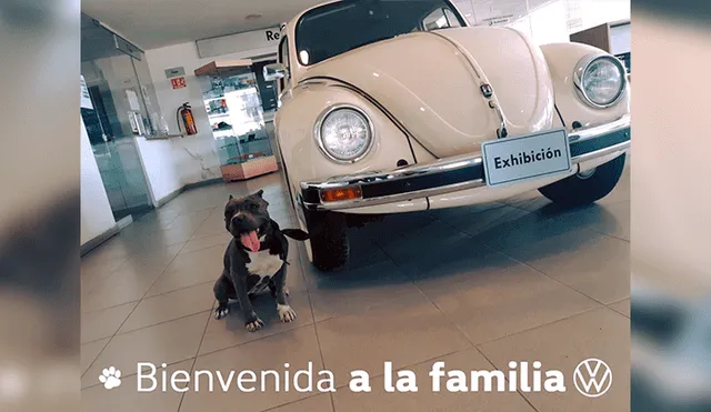 Desliza las imágenes para conocer la historia de Vochita, una perrita adoptada por una empresa de autos. Foto: Captura.