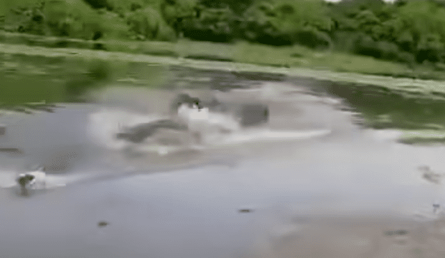 Facebook: furioso cocodrilo emerge de río para 'perseguir' a pescador por robarse su comida [VIDEO]