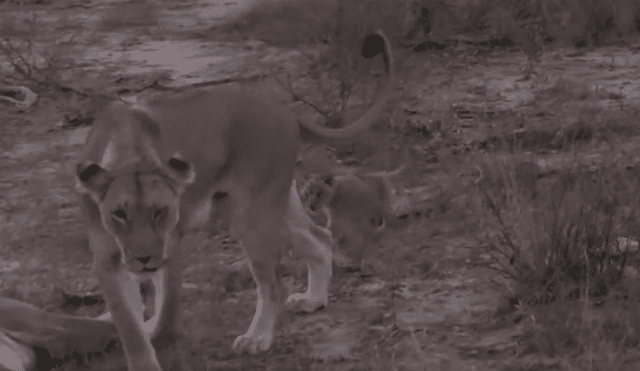 Turistas se topan con familia de leones y graban conmovedora escena jamás antes vista.