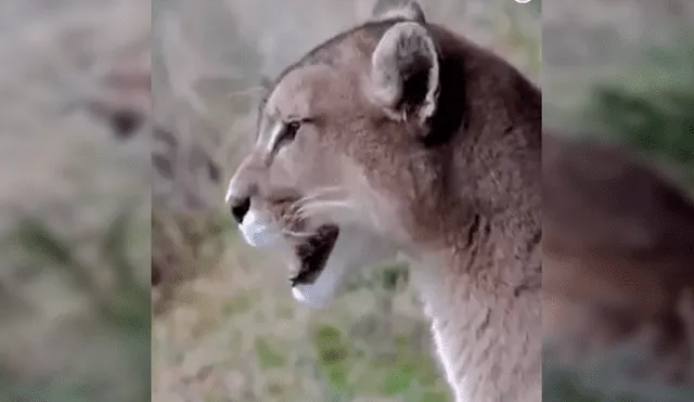 En Facebook, un sujeto grabó el momento exacto que un puma hembra llama a su pareja en medio del bosque.