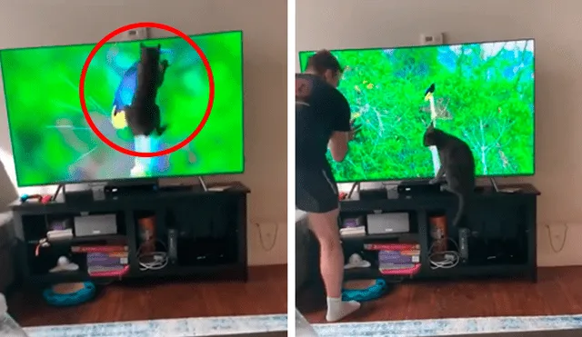 Desliza las imágenes para conocer la travesura que cometió un gato al saltar encima de la televisión de su dueño. Foto: Captura.