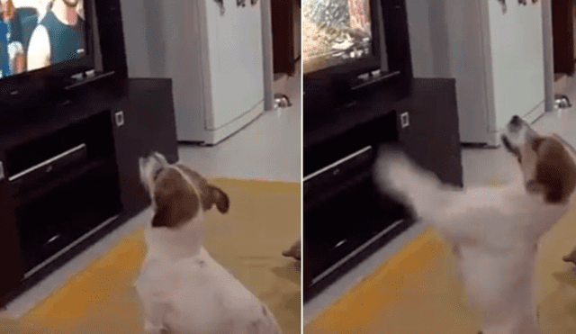 YouTube: la curiosa reacción de un perro al escuchar la canción ‘Despacito’ se vuelve viral [VIDEO]