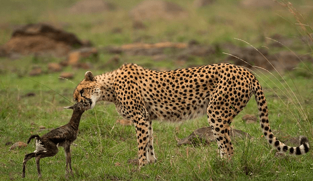 La hembra de guepardo actuó con instinto maternal al ver al antílope recién nacido. Foto: Federico Veronesi