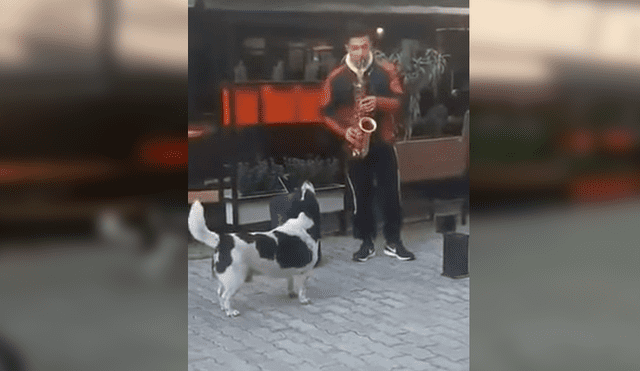Video es viral en Facebook. El can sorprendió a varias personas que pasaban por el lugar por su singular conducta al toparse con un músico callejero