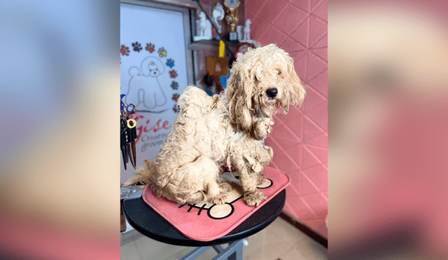 Desliza las imágenes para apreciar el radical cambio que obtuvo un perro abandonado tras asistir al veterinario. Foto: Gisela Gonzalez.
