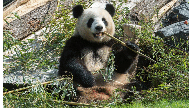 Primer oso panda alemán nacería en zoológico de Berlín 