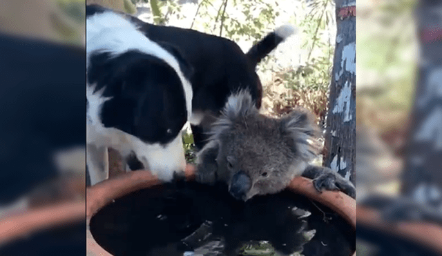 Captan conmovedor momento en el que perro y koala comparten agua durante sequía [VIDEO]