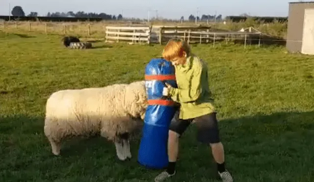 Facebook: un niño y un carnero tienen un divertido entrenamiento de rugby [VIDEO]