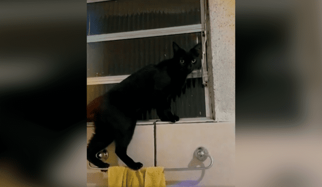 Desliza las imágenes para apreciar la increíble acción de un gato al trepar las paredes para escapar de casa. Foto: Captura.