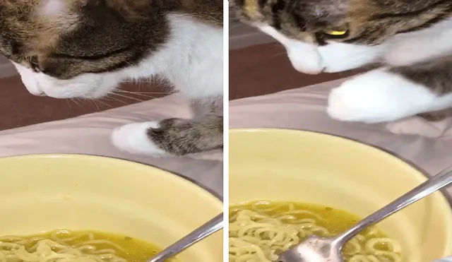 En YouTube, un chico olvidó su plato de comida sobre la mesa y no imaginó que su gato haría una travesura.
