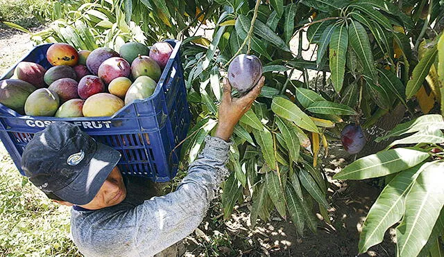 Producción de mango peligra y envíos al extranjero también