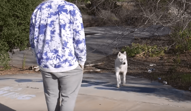 Facebook viral: perros callejeros lloran y guían a adolescente para salvar a su “amigo” de morir ahogado [VIDEO] 
