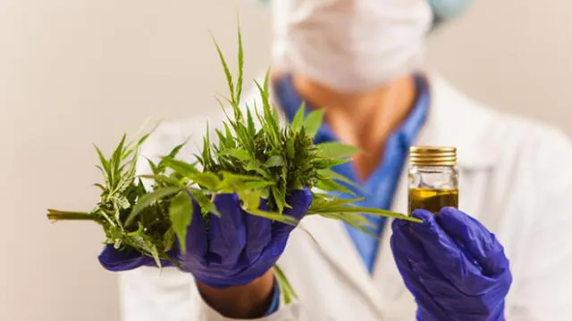 Brasil aprueba la fabricación de productos a base de cannabis 
