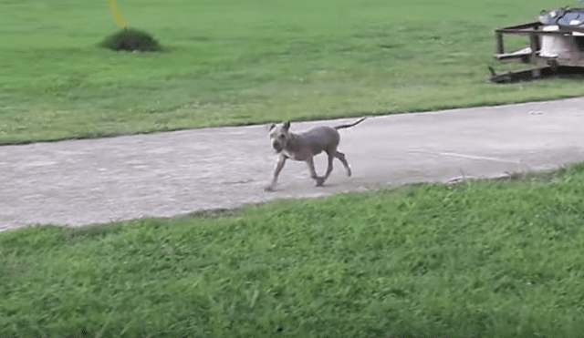 Desliza hacia la izquierda para ver el antes y después de un perro bebé que fue abandonado. Imágenes de Facebook.