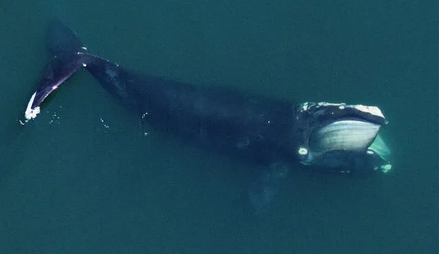 Una ballena franca del Atlántico norte alimentándose en Cape Cod Bay. Foto: Michael Moore and Carolyn Miller