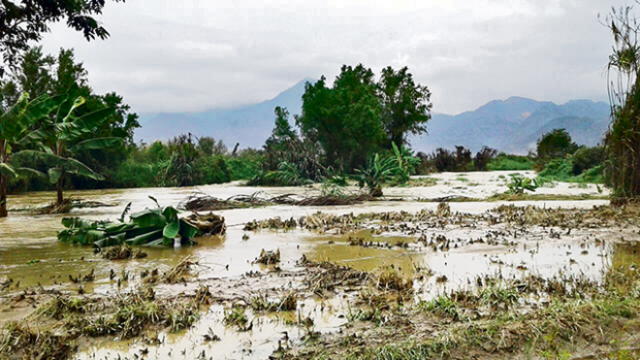 Río Moche se desborda y afecta 30 hectáreas de cultivo en Laredo