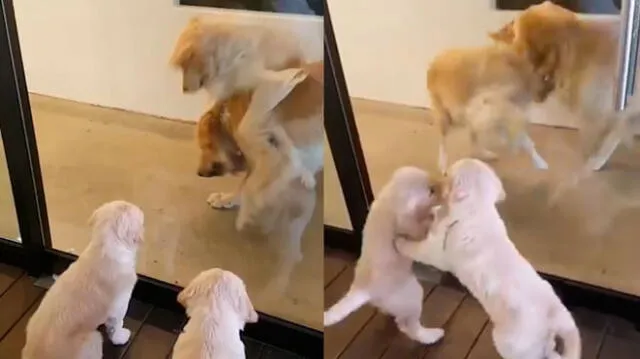 Facebook Viral: Perros se muerden para imitar pelea de sus padres [VIDEO]